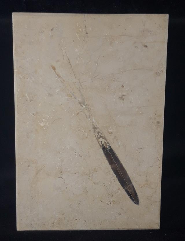 Hibolithes sp. (MONTFORT 1808) - Bild &copy; FossNet FossilienStore